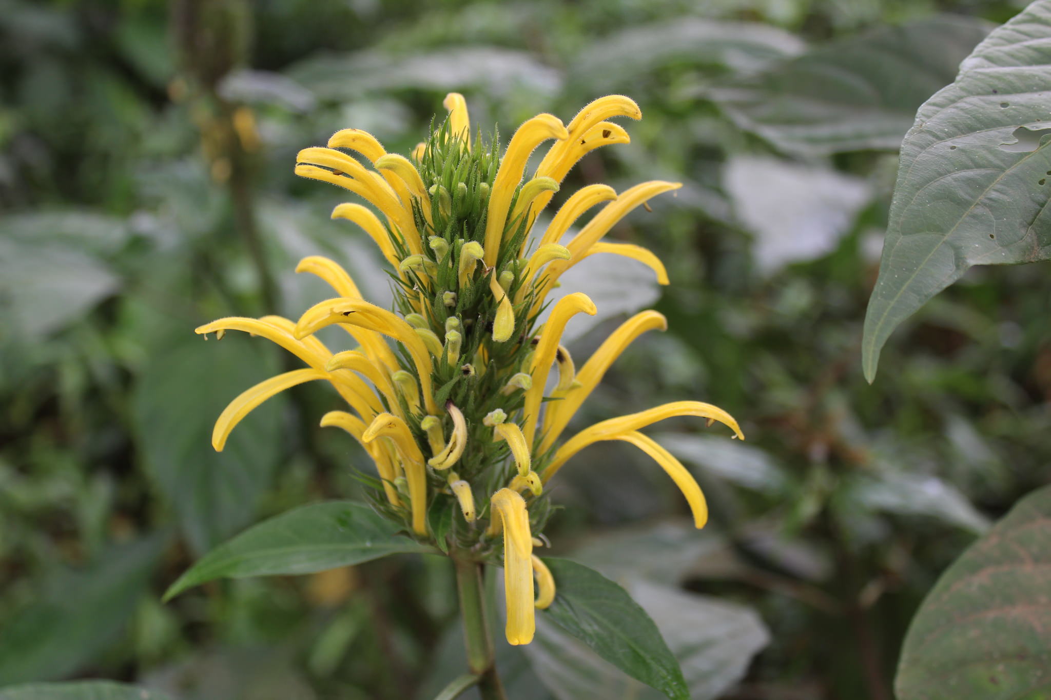 Justicia aurea